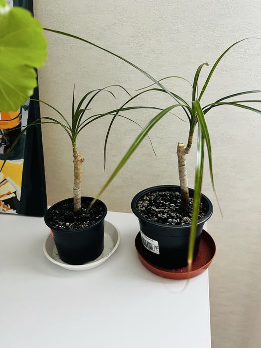 Драцена молодая.