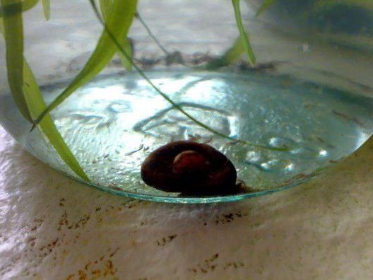 Улитки аквариумные "катушки"