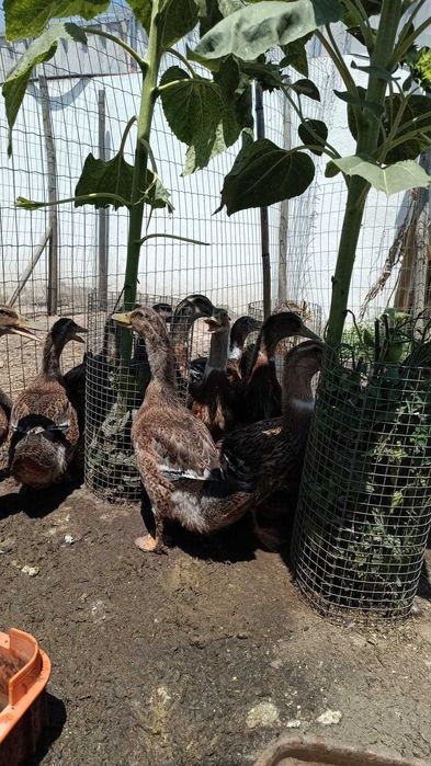 Vendo Patos Rouen