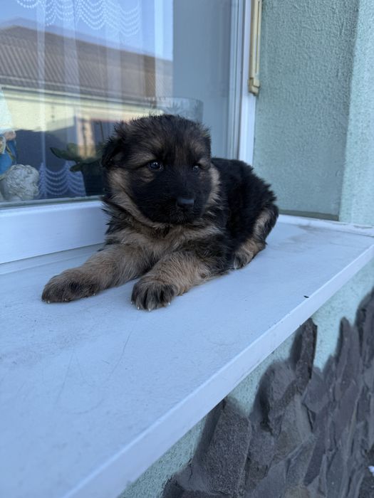 Цуценятка німецька вівчарка