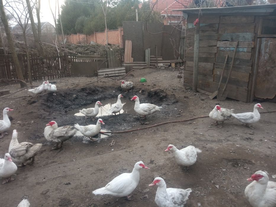 Продам (мускусные утята) Немецкая линия