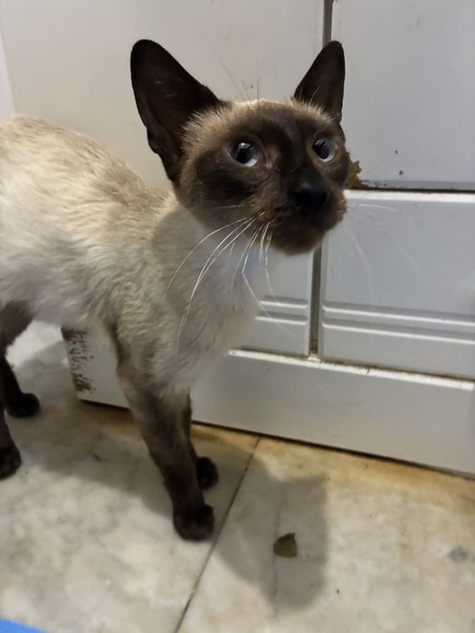 Gata bebé para adoção responsável