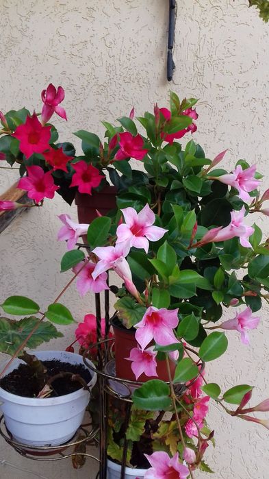 Дипладенія підрощена