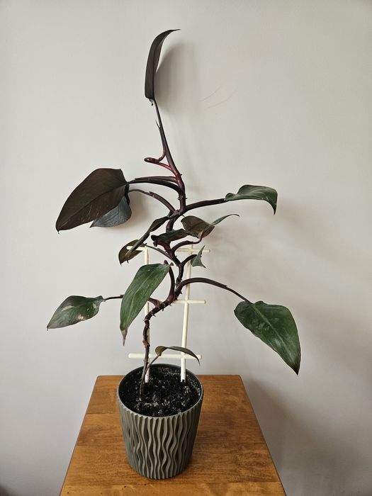 Philodendron Pink Princess