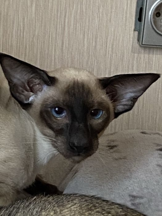 Орієнтальне кошеня, хлопчик Топчик