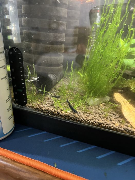 Camaroes caridina Black king kong extrem