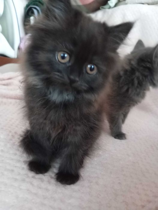 Котики муркотики