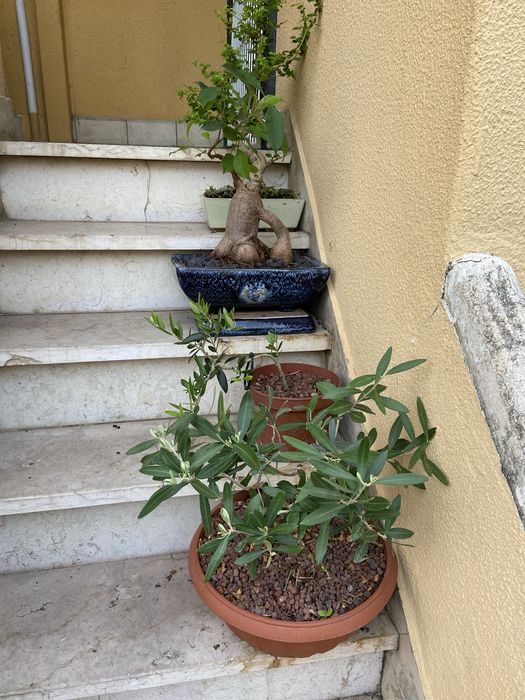 2 Oliveiras, Ficus com vaso e Carmona bonsai