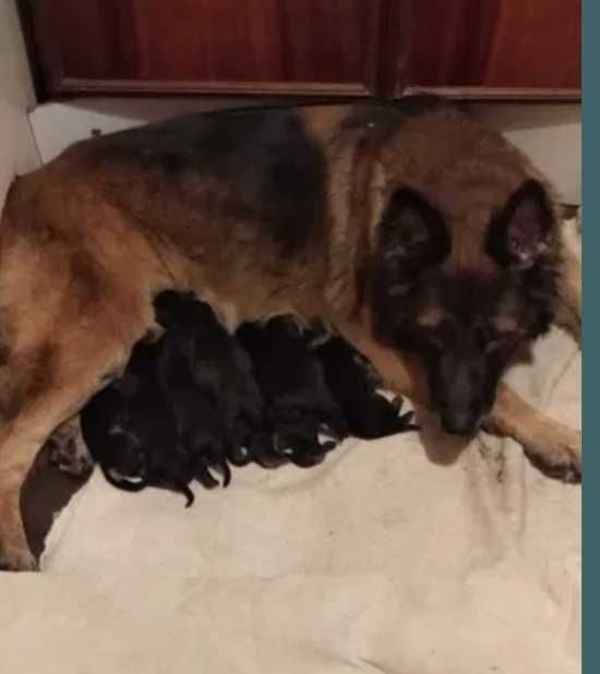 Чистокровные щенки.