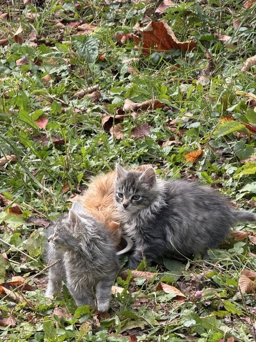 Безкоштовно віддам кошенят