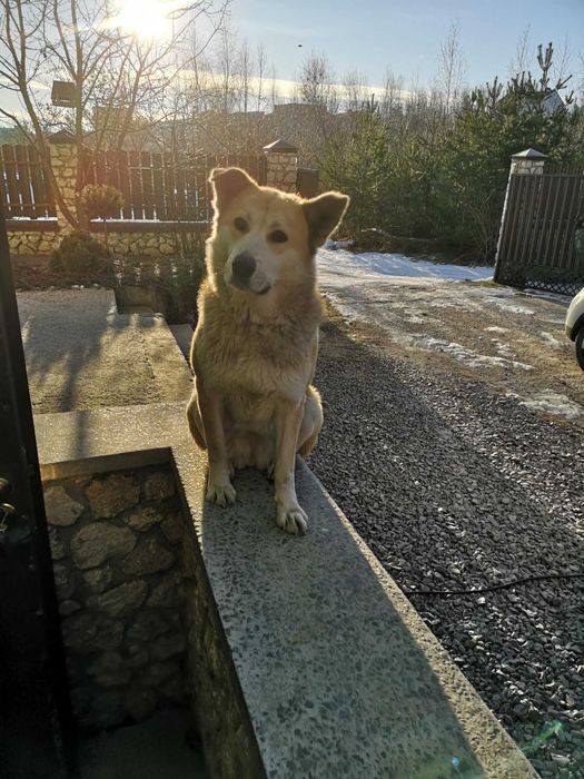 собака дівчинка домашня шукаємо власників метис акіта іну