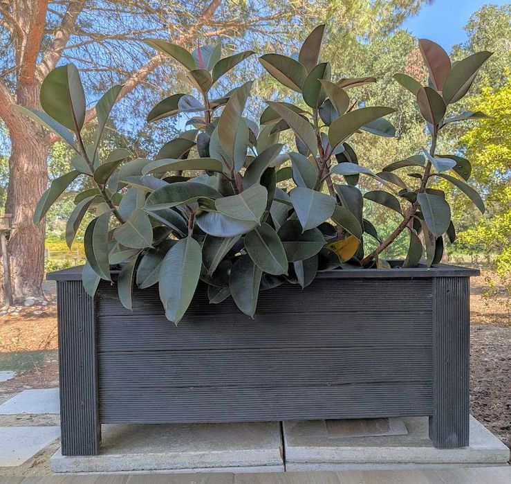 Floreira de Madeira com Borrachas (Ficus elastica)
