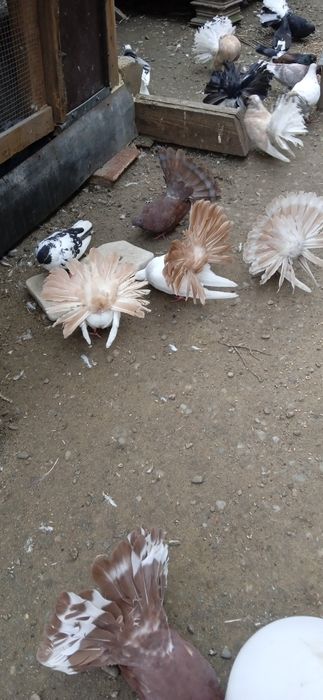 Sprzedam pliki nowy Sącz