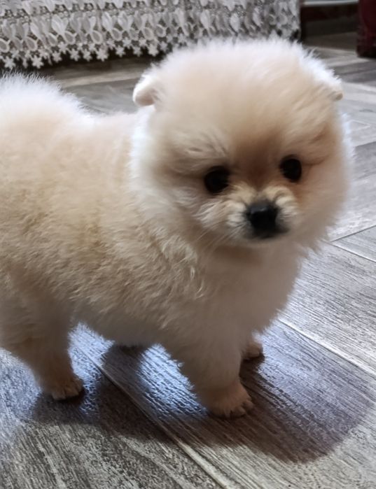 Цуценята померанський шпіц