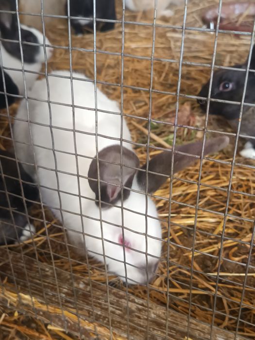 Coelhos para criação