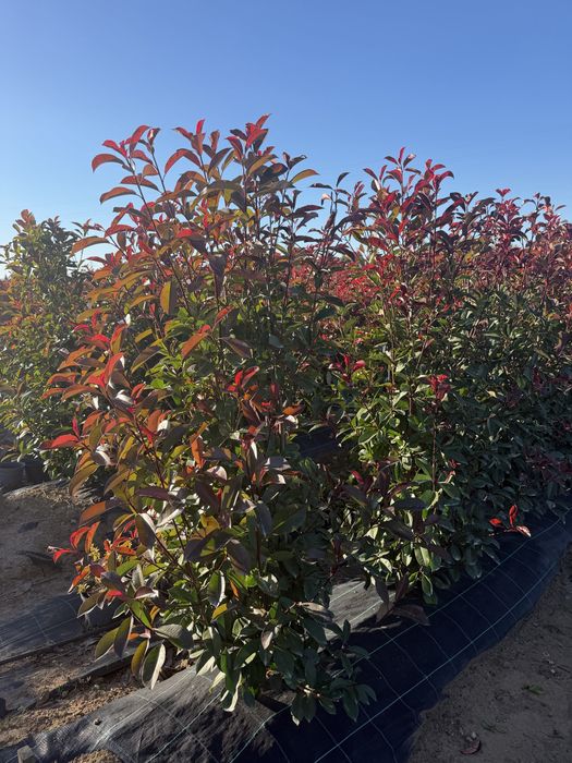 Photinias Red Robin