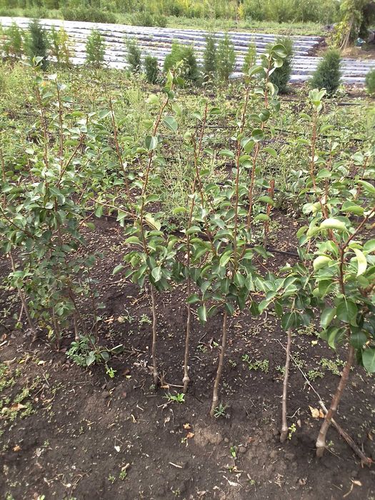 саджанцІ плодових дерев та кущів