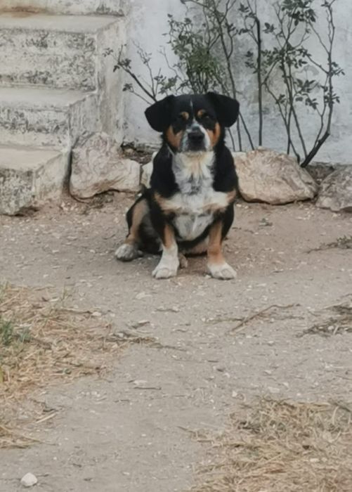Macho porte pequeno para adoção