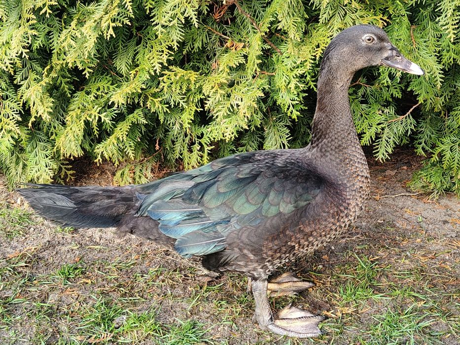 Kaczki, kaczory piżmowe/ francuskie