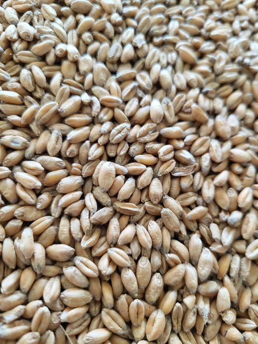 Zboża: Pszenżyto  z zbioru 2025