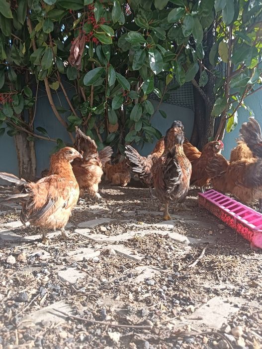 Frangos várias raças