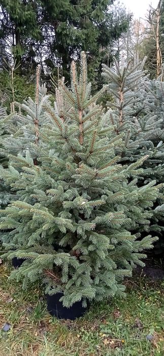 Choinki.Świerki srebrne,pospolite