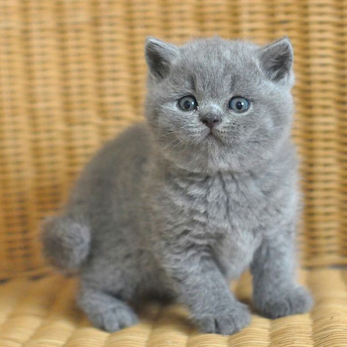 Шоу класса девчуля