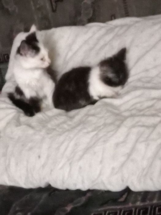 Безкоштовно кошенята