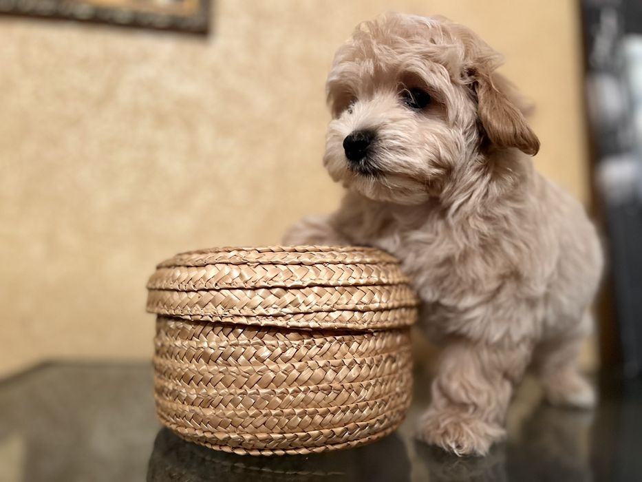 Мальтипу девочка мини