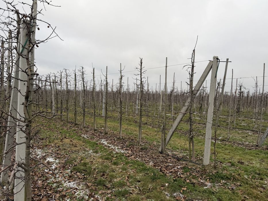 Sad jabłoniowy - Grzymkowice