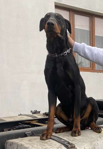 Доберман чистокровний в добрі руки для охорони