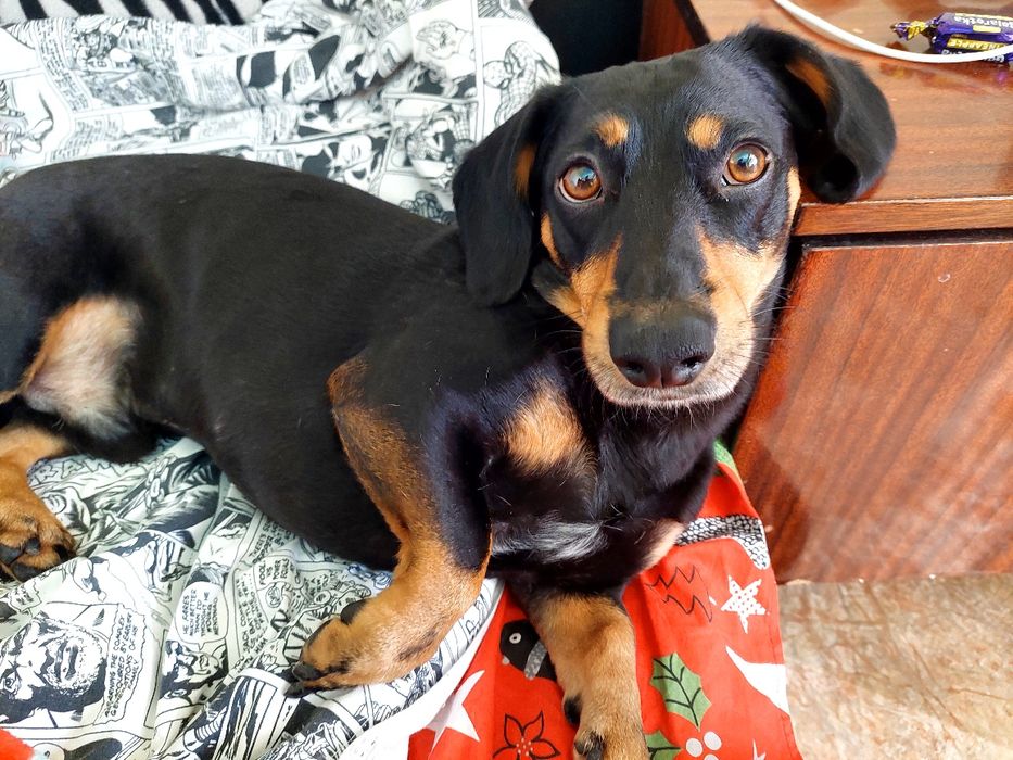 Кобель для вязки