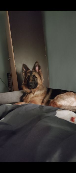 Owczarek Niemiecki  16 miesięcy