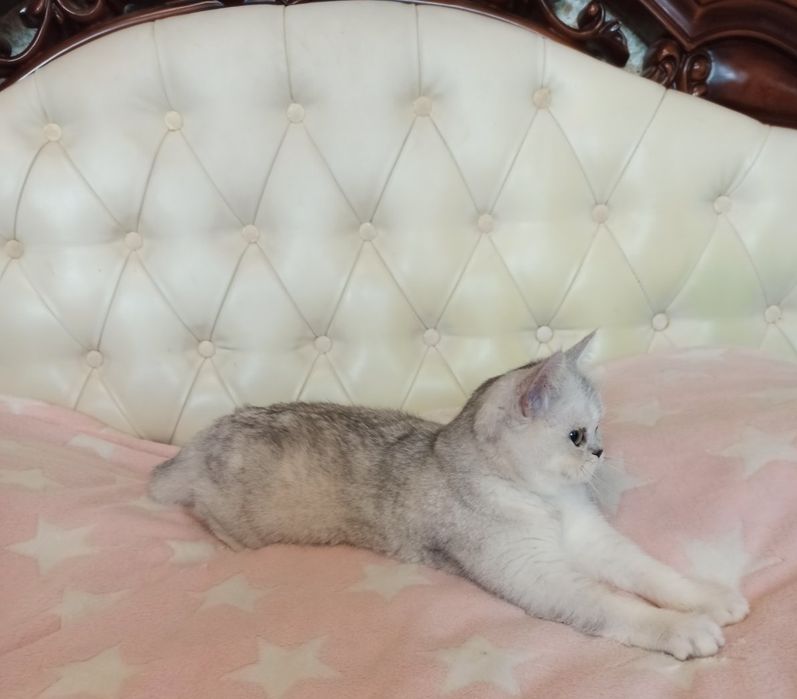Прямовухий шотландець