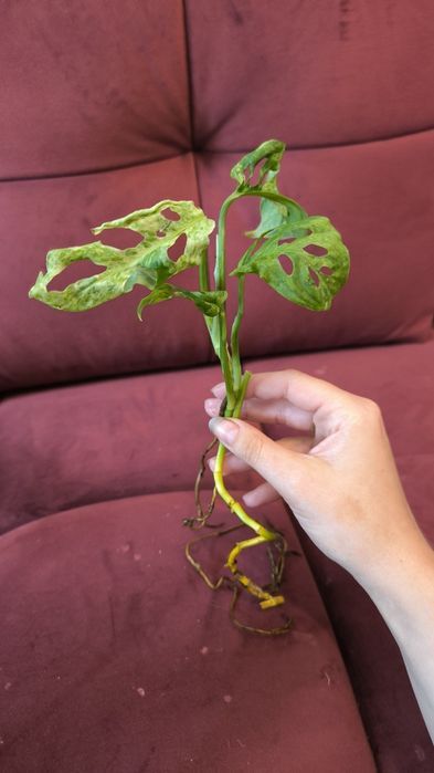 Monstera laniata Frozen freckles - tajska Motted