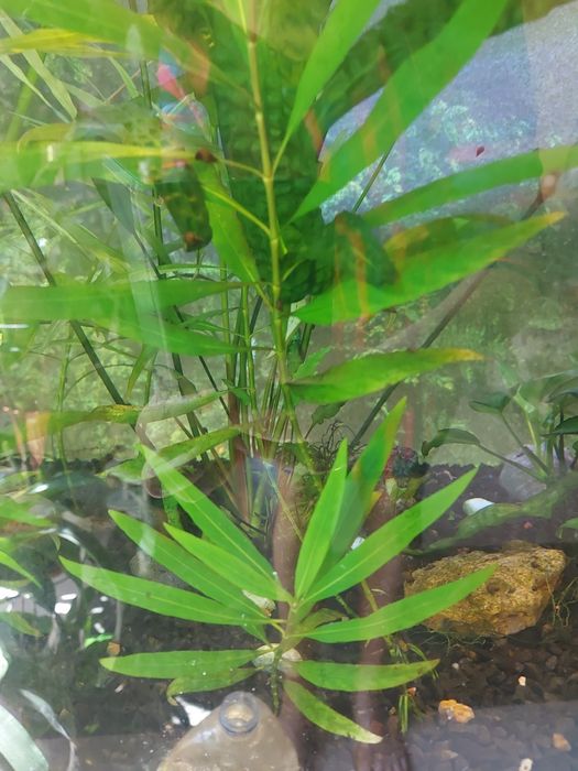 Аквариумные растения