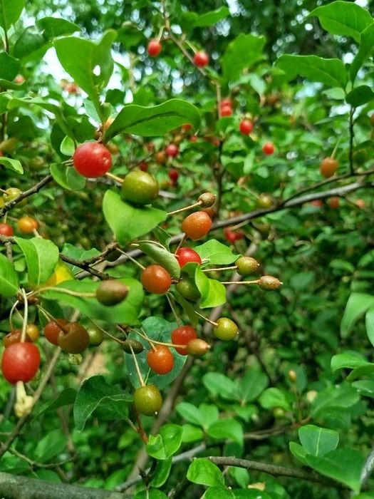 ПРОДАМ КОТЕДЖ, ЖИТЛО, БІЗНЕС між двома термальними курортами!!!