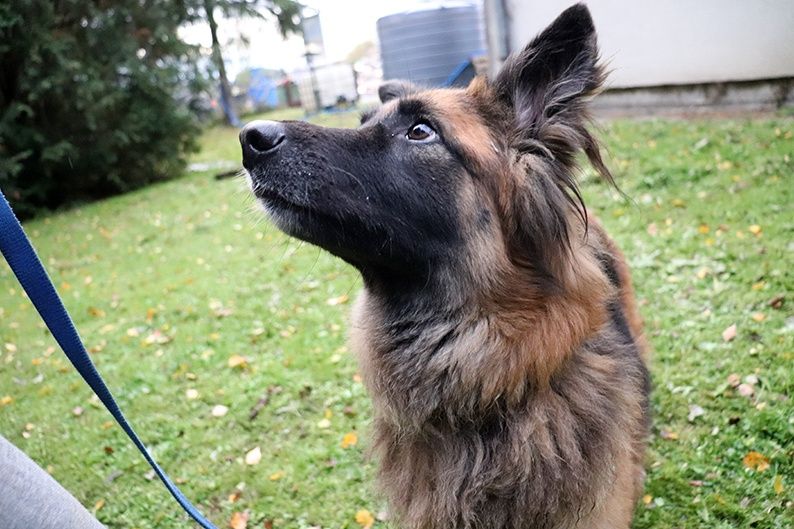 Doris - piękna mądra sunia w typie owczarka szuka domu