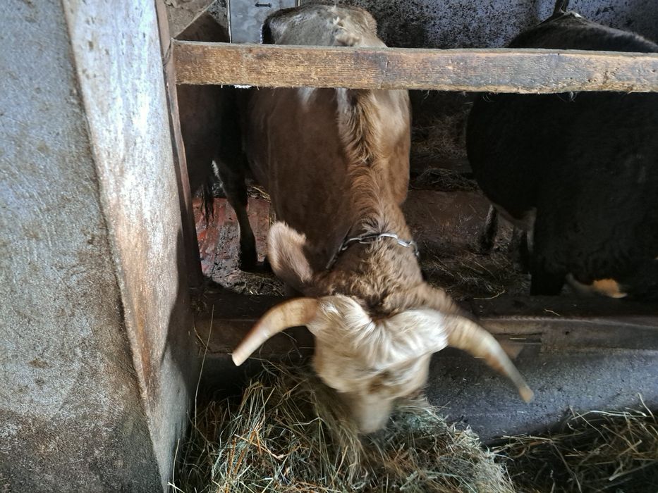 Продається молочне теля