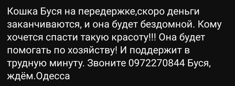 Оьдам даром в дбрые руки пушистую черную кошечку метис ангоры