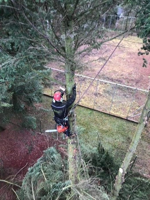 Wycinka drzew, pielęgnacja drzew, pielęgnacja ogrodów. Wlkp.
