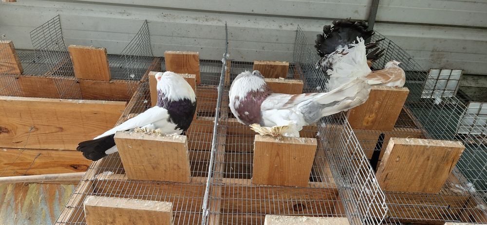 Pombas, pombos papo de Pomerânia, cabeleireira, cambalhota port