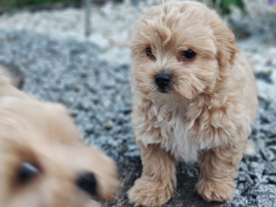 Maltipoo z metryką