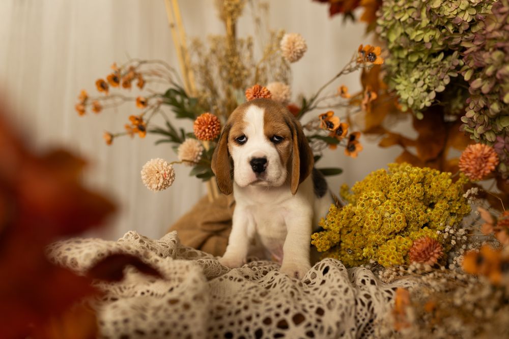Piekne Beagle, FCI!