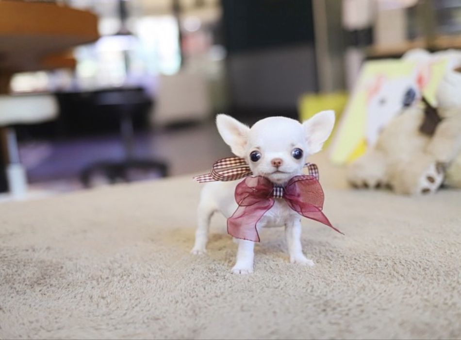 Чихуахуа МИКРО teacup разные окрасы