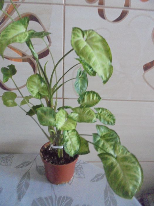 Syngonium zroślicha