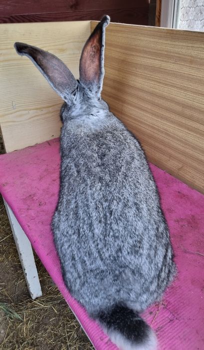 Olbrzymy Belgijskie szynszylowe