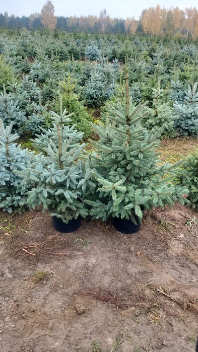 Świerk Srebrny,  pospolity,  jodła kaukaska Hurt-detal