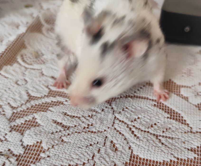 Oddam za darmo dwie chomiczki