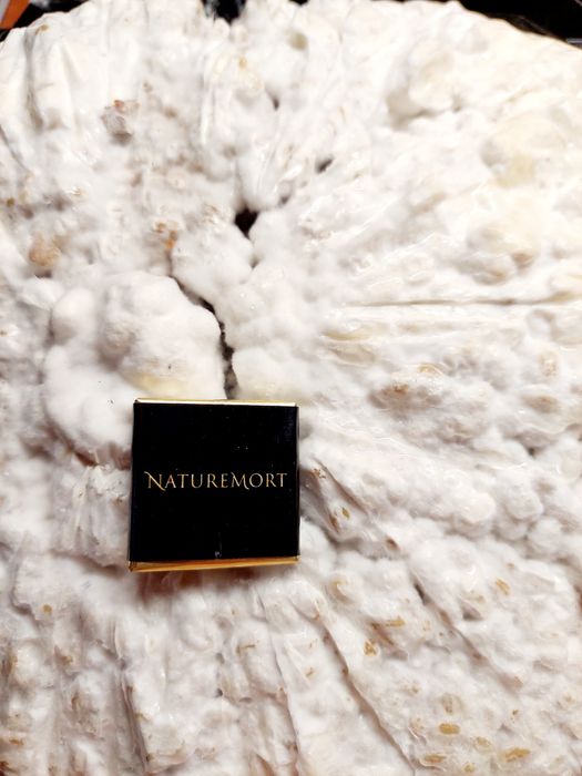 Ежовик гребенчатый/ їжовик грибінчатий. Мицелий